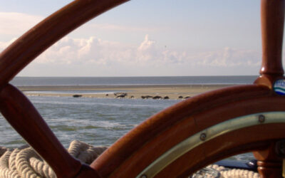 Zeehonden op de Waddenzee