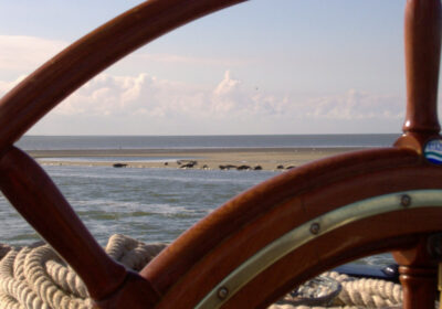 Zeehonden op de Waddenzee