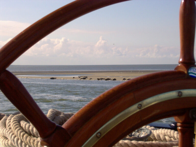 Zeehonden op de Waddenzee