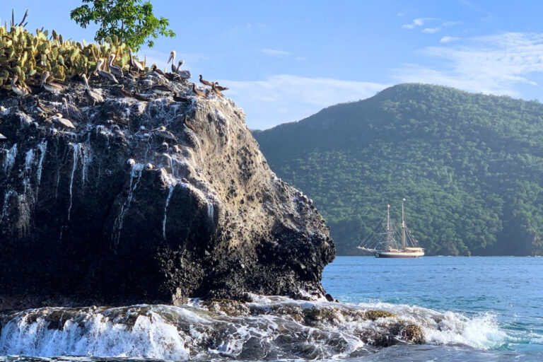 Pelicans-on-rock-with-Florette-Caribbean