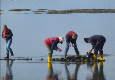 Droogvallen tijdens een zeiltocht op de Waddenzee