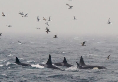 orkas-noorwegen Orkas spotten in Noorwegen
