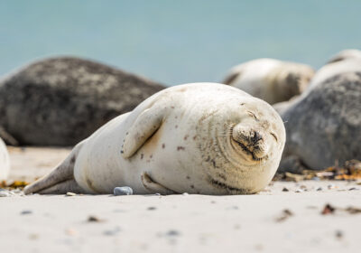 Zeehonden op het strand