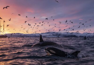 Noorderlicht met Orcas