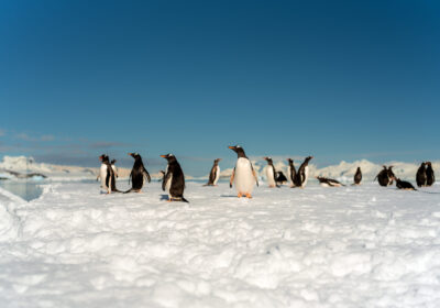 amazone-antarctica Antarctica expeditie zeilschip met pinguïnkolonie op de kust