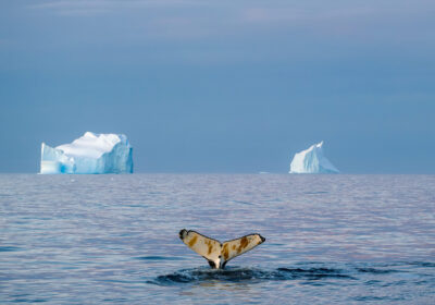 amazone-antarctica Zeilreis Antarctica ijsbergen expeditie schip poolgebied