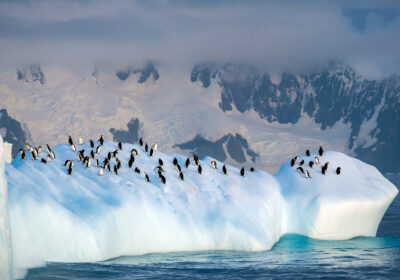 amazone-antarctica Zeilreis naar Antarctica tussen ijsbergen en gletsjers in een ongerept poollandschap