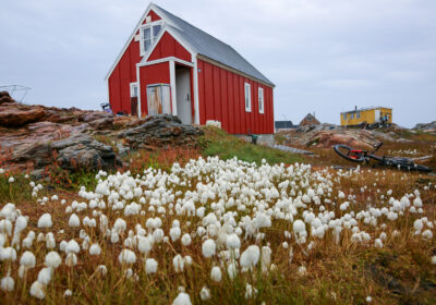 groenland-bloemen Zeilexpeditie Groenland