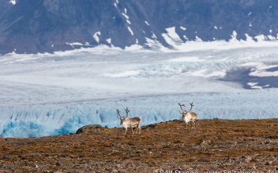 Spitsbergen Signehamna - Rendieren