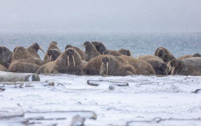 Smeerenburg Walrussen