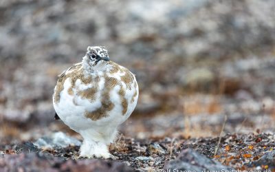 Spitsbergen unieke vogel