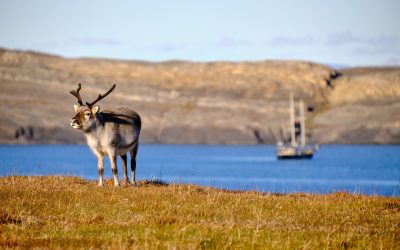 Meander, Spitzbergen, Svalbard, Arktis