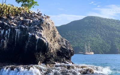 Pelicans-on-rock-with-Florette-Caribbean2