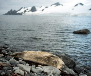 Zeehonden in ongerept poollandschap tijdens expeditie cruise