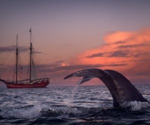 Tall Ship Noorderlicht Whale