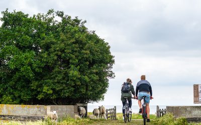 Fietsers bij schapen bij de dijk tussen Stavoren en Hindeloopen